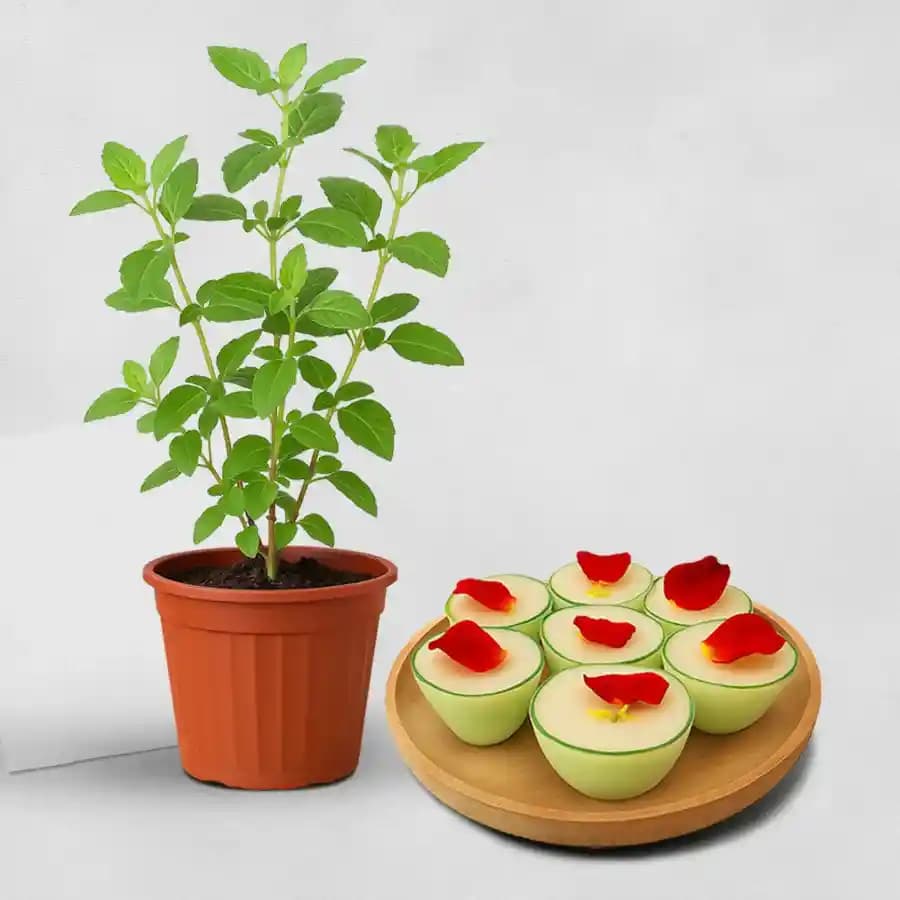 Daab Sandesh from Balaram Mullick with Tulsi Plant