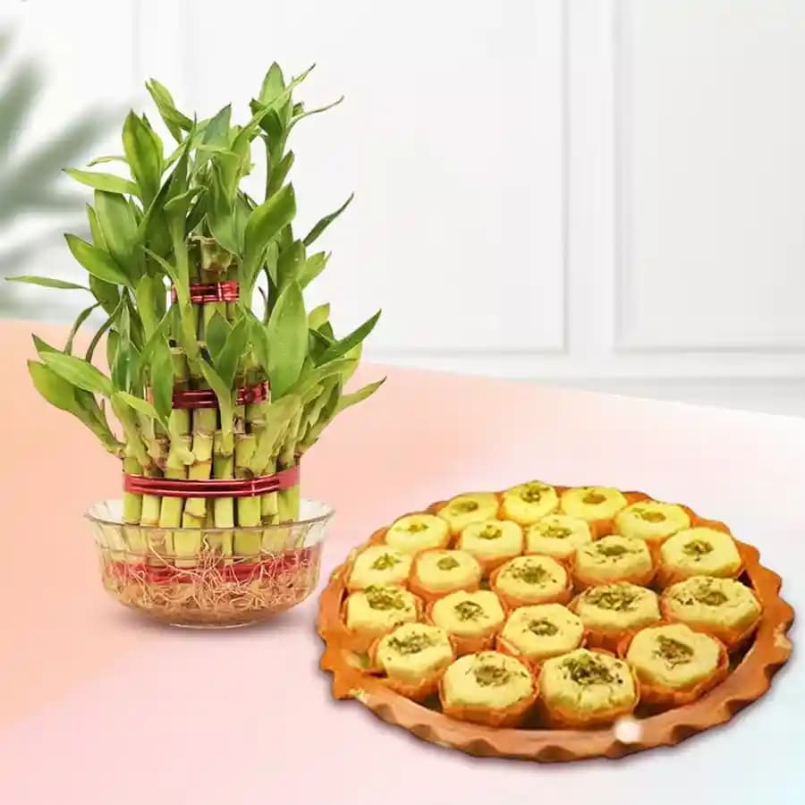 Immunity Sandesh from Balaram Mullick with Lucky Bamboo Plant