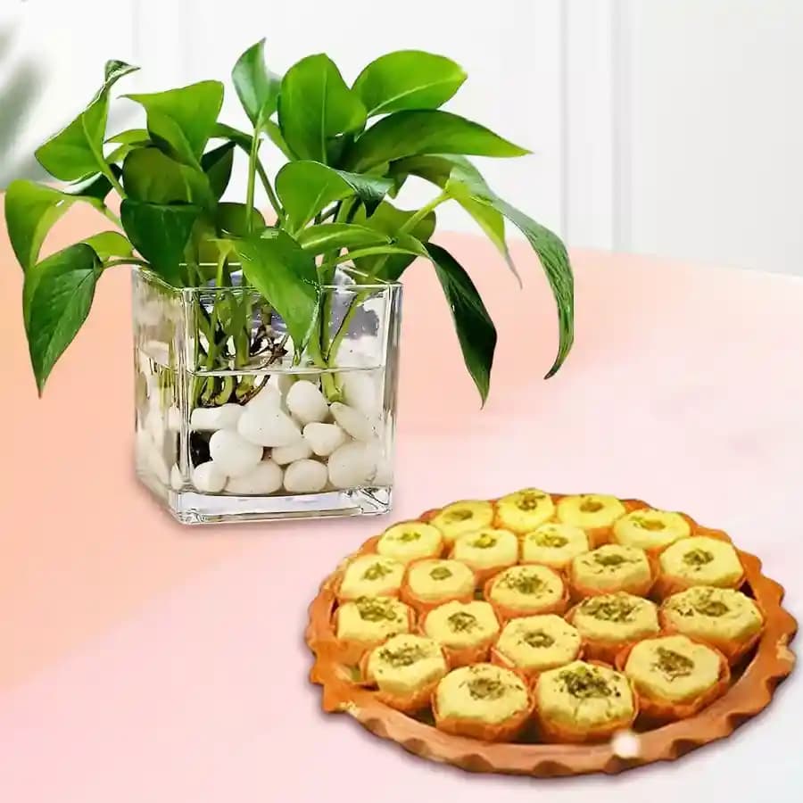 Immunity Sandesh from Balaram Mullick with Money Plant