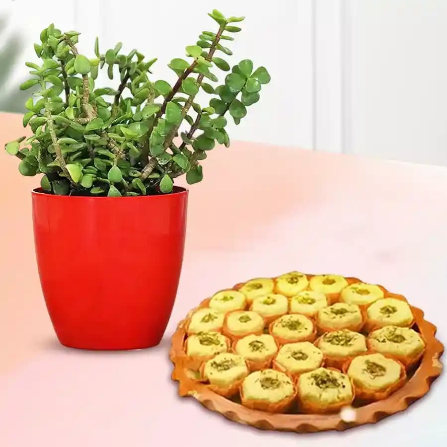 Immunity Sandesh from Balaram Mullick with Jade Plant