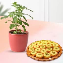 Immunity Sandesh from Balaram Mullick with Tulsi Plant 1