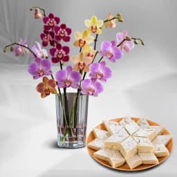 Orchid Elegance with Kaju Katli 1