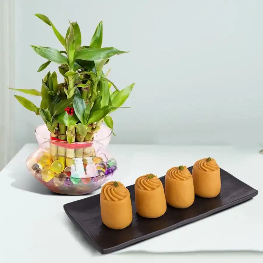 Nolen Gurer Maharani Sandesh from Ganguram with Lucky Bamboo Plant