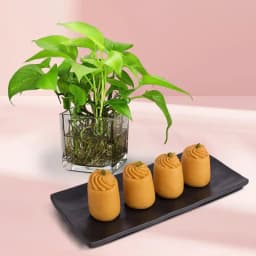 Nolen Gurer Maharani Sandesh from Ganguram with Money Plant 1