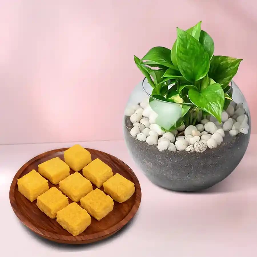Mango Malai Barfi from Karachi Sweet Mart with a Money Plant in Glass Pot