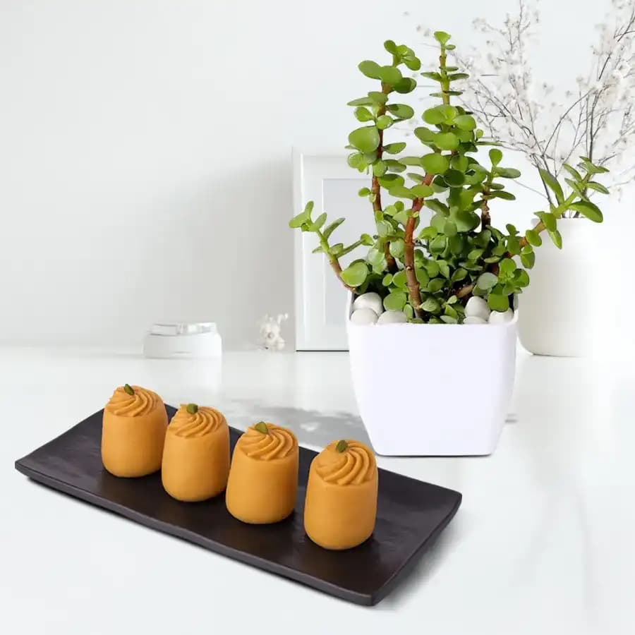 Nolen Gurer Maharani Sandesh from Ganguram with Jade Plant