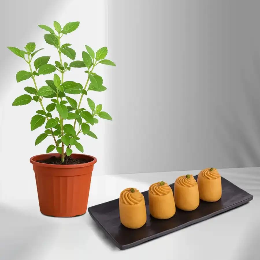 Nolen Gurer Maharani Sandesh from Ganguram with Tulsi Plant