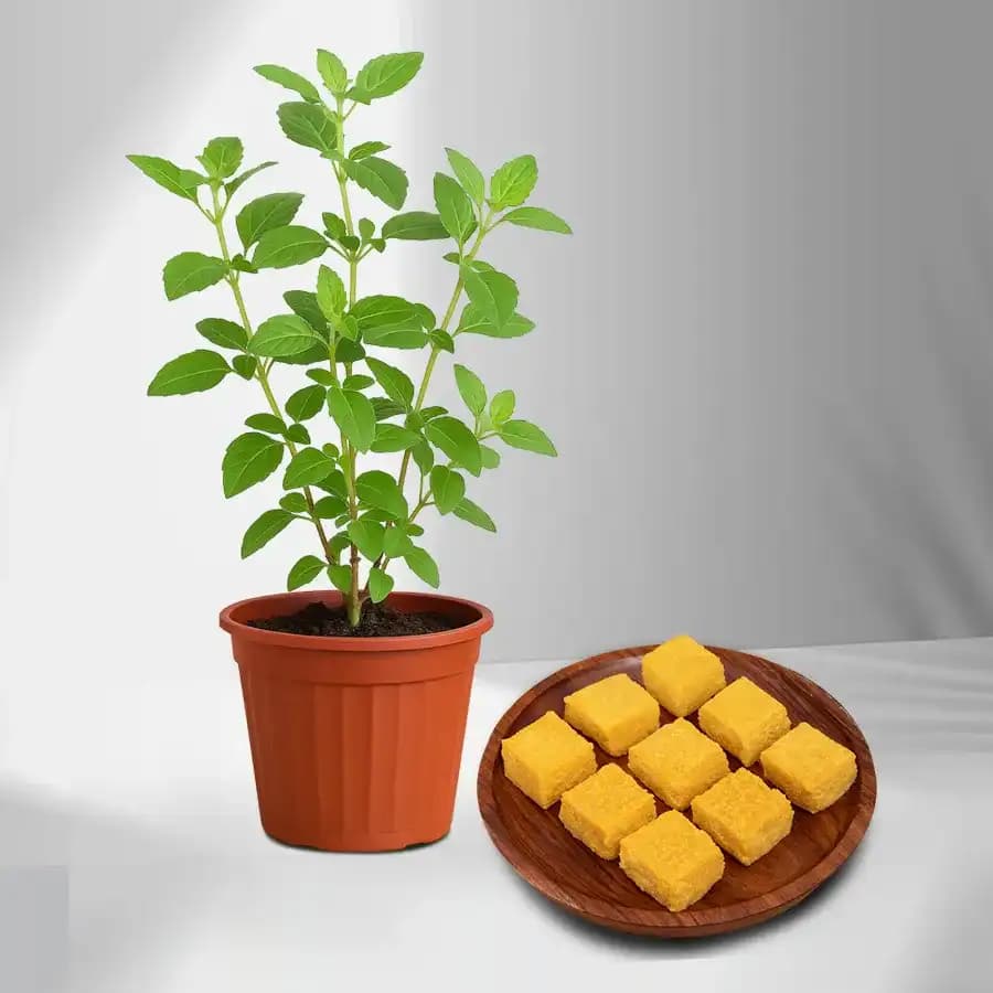Mango Malai Barfi from Karachi Sweet Mart with a Tulsi Plant