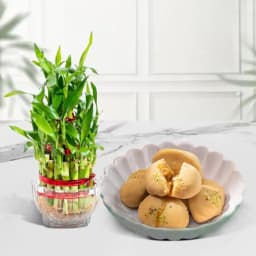 Nolen Gurer Jalbhara Sandesh from Ganguram with Lucky Bamboo Plant 1