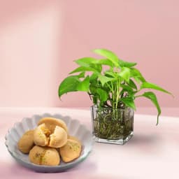 Nolen Gurer Jalbhara Sandesh from Ganguram with Money Plant 1