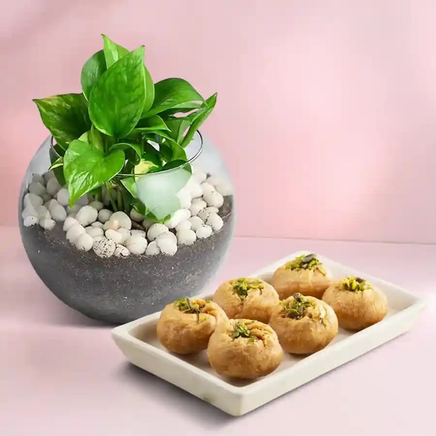 Balushahi from Karachi Sweet Mart with a Money Plant in glass pot