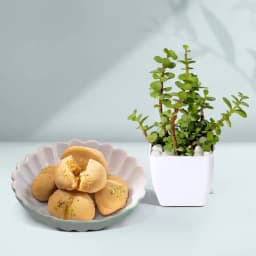 Nolen Gurer Jalbhara Sandesh from Ganguram with Jade Plant 1