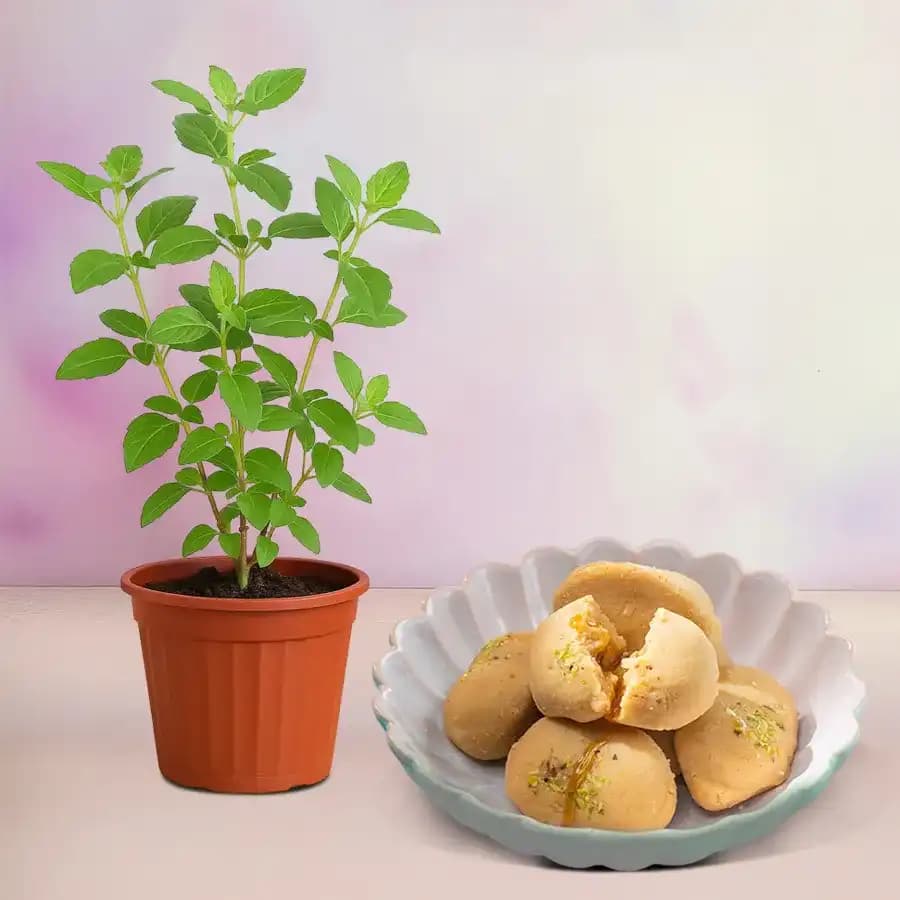 Nolen Gurer Jalbhara Sandesh from Ganguram with Tulsi Plant