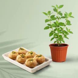 Balushahi from Karachi Sweet Mart with a Tulsi Plant 1