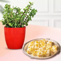 Malai Barfi from Karachi Sweet Mart with a Jade Plant in Plastic Pot 1