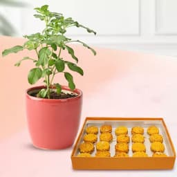 Baked Badam Jalebi from Ganguram with a Tulsi Plant 1