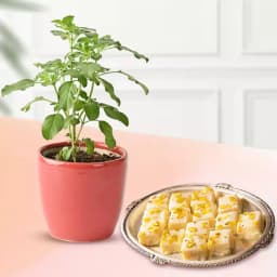 Malai Barfi from Karachi Sweet Mart with a Tulsi Plant 1