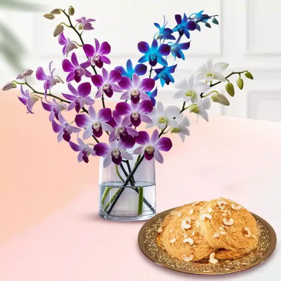 Orchid Splendor N Pheni Pleasure