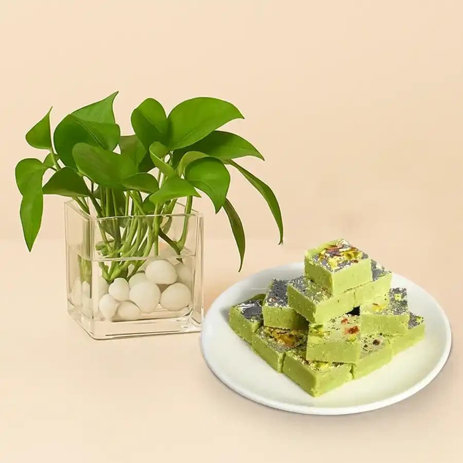 Pista Barfi from Karachi Sweet Mart with a Money Plant in Glass Pot