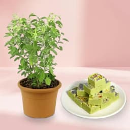 Pista Barfi from Karachi Sweet Mart with a Tulsi Plant 1