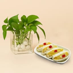 Cham Cham from Karachi Sweet Mart with a Money Plant in Glass Pot 1