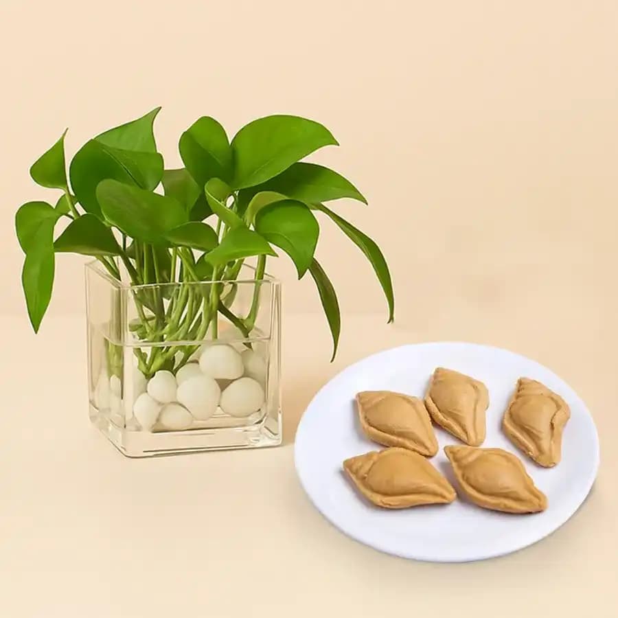 Nolen Gurer Shankh Sandesh from Ganguram with Money Plant