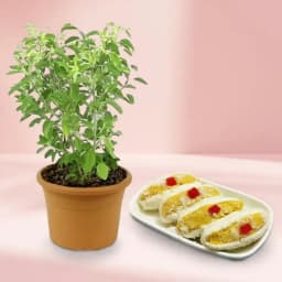 Cham Cham from Karachi Sweet Mart with a Tulsi Plant 1