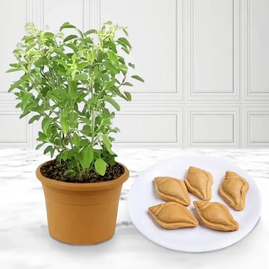 Nolen Gurer Shankh Sandesh from Ganguram with Tulsi Plant