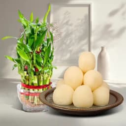 Canned Rossogolla from K.C.Das with Lucky Bamboo Plant 1