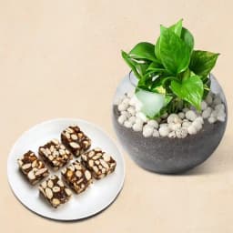 Dry Fruits Barfi from Mithas Delicious Sweets with Money Plant in Glass Pot 1