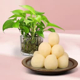 Canned Rossogolla from K.C.Das with Money Plant 1