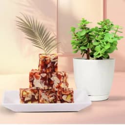 Dry Fruits Barfi from Mithas Delicious Sweets with Jade Plant in Plastic Pot 1