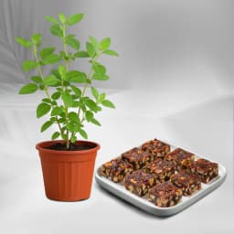 Dry Fruits Barfi from Mithas Delicious Sweets with a Tulsi Plant 1