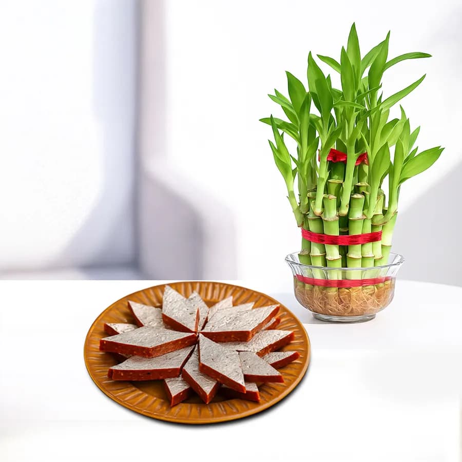 Anjeer Katli from Mithas Delicious Sweets with Three Tier Lucky Bamboo Plant