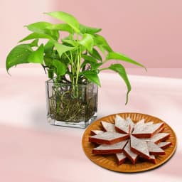 Anjeer Katli from Mithas Delicious Sweets with Money Plant in Glass Pot 1