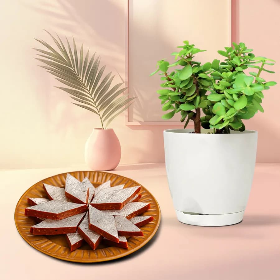 Anjeer Katli from Mithas Delicious Sweets with Jade Plant in Plastic Pot