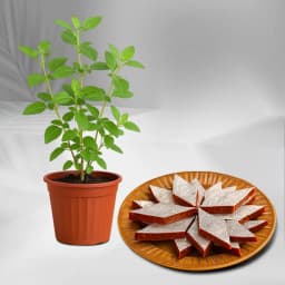 Anjeer Katli from Mithas Delicious Sweets with Tulsi Plant 1