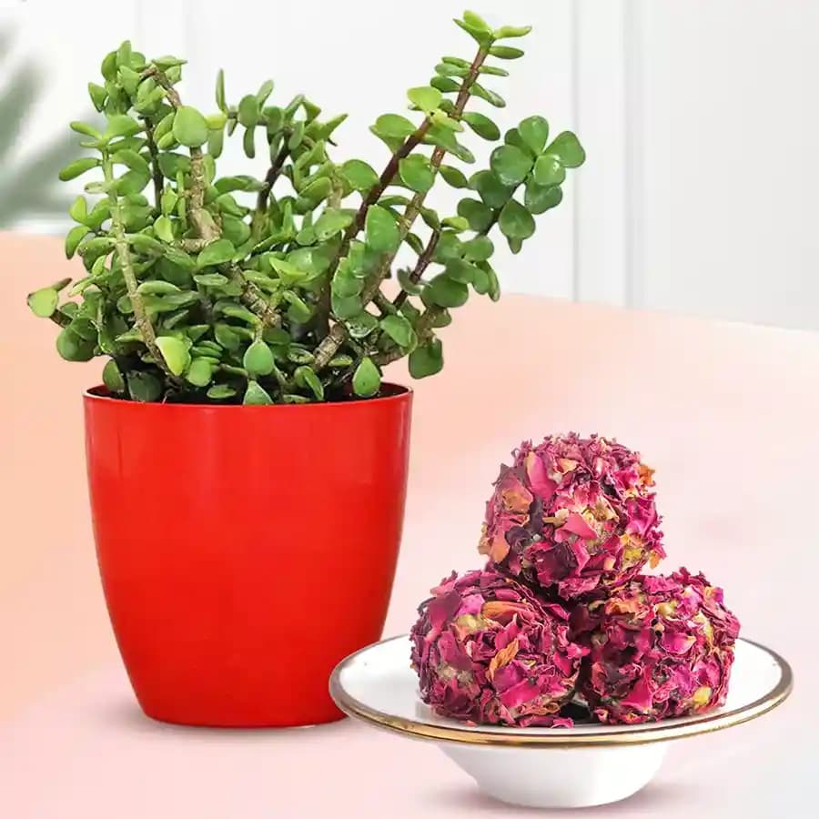 Emerald Bliss: Jade Plant & Nutty Treats