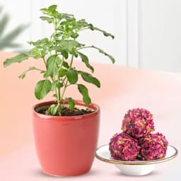 Rose Cashew Delight with Living Tulsi 1