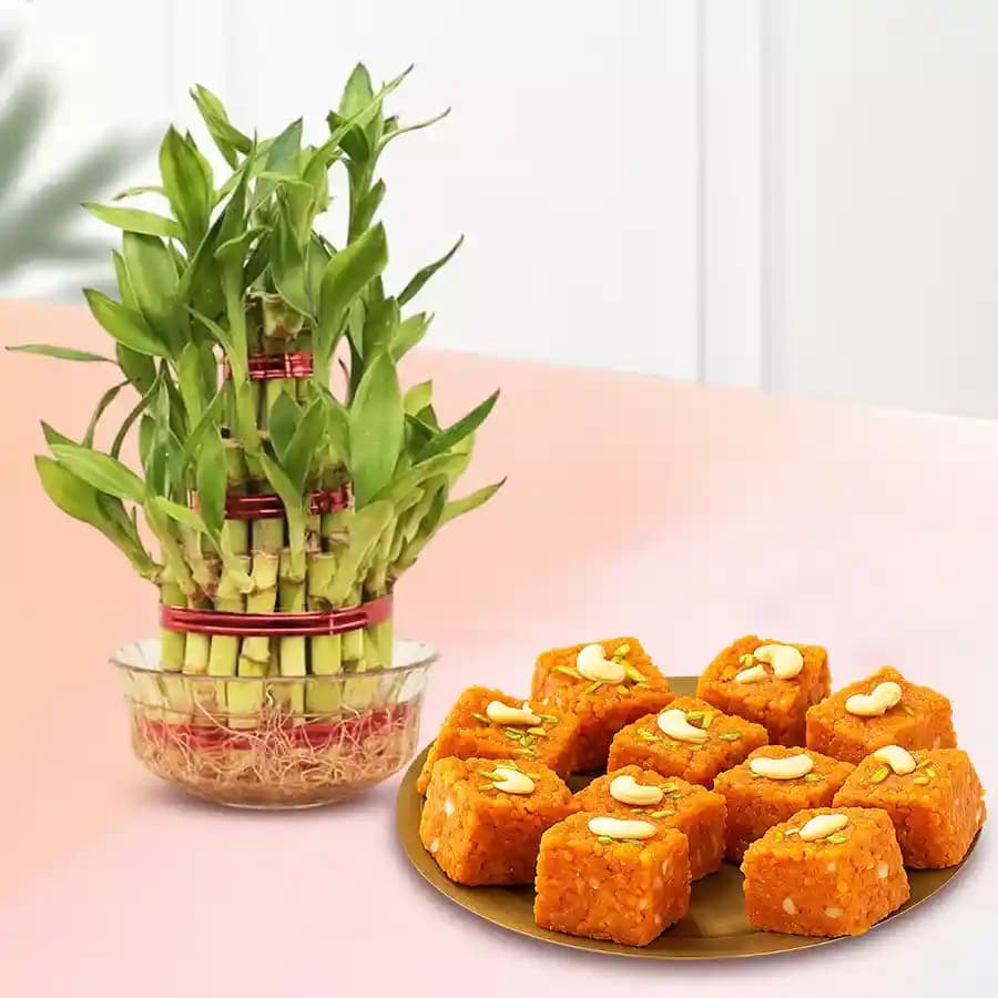 Akhrot Barfi from Mithas Delicious Sweets with Three Tier Lucky Bamboo Plant