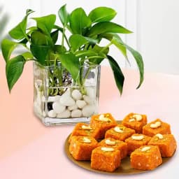 Akhrot Barfi from Mithas Delicious Sweets with Money Plant in Glass Pot 1