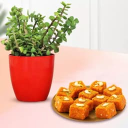 Akhrot Barfi from Mithas Delicious Sweets with Jade Plant in Plastic Pot 1