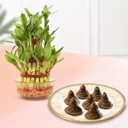Choc-O-Bell from K.C.Das with Lucky Bamboo Plant 1
