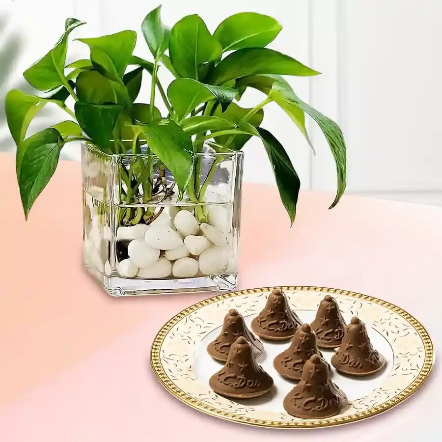 Choc-O-Bell from K.C.Das with Money Plant