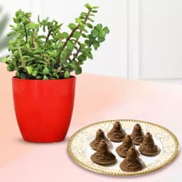 Choc-O-Bell from K.C.Das with Jade Plant 1