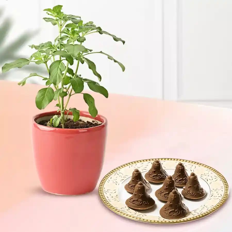 Choc-O-Bell from K.C.Das with Tulsi Plant