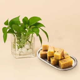 Sweet Harmony: Mysore Pak & Green Delight 1