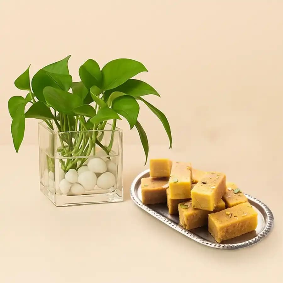 Sweet Harmony: Mysore Pak & Green Delight