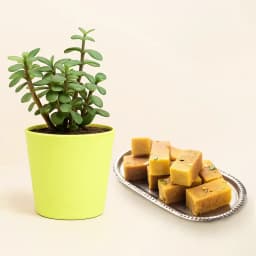 Delightful Mysore Treat & Lucky Plant 1