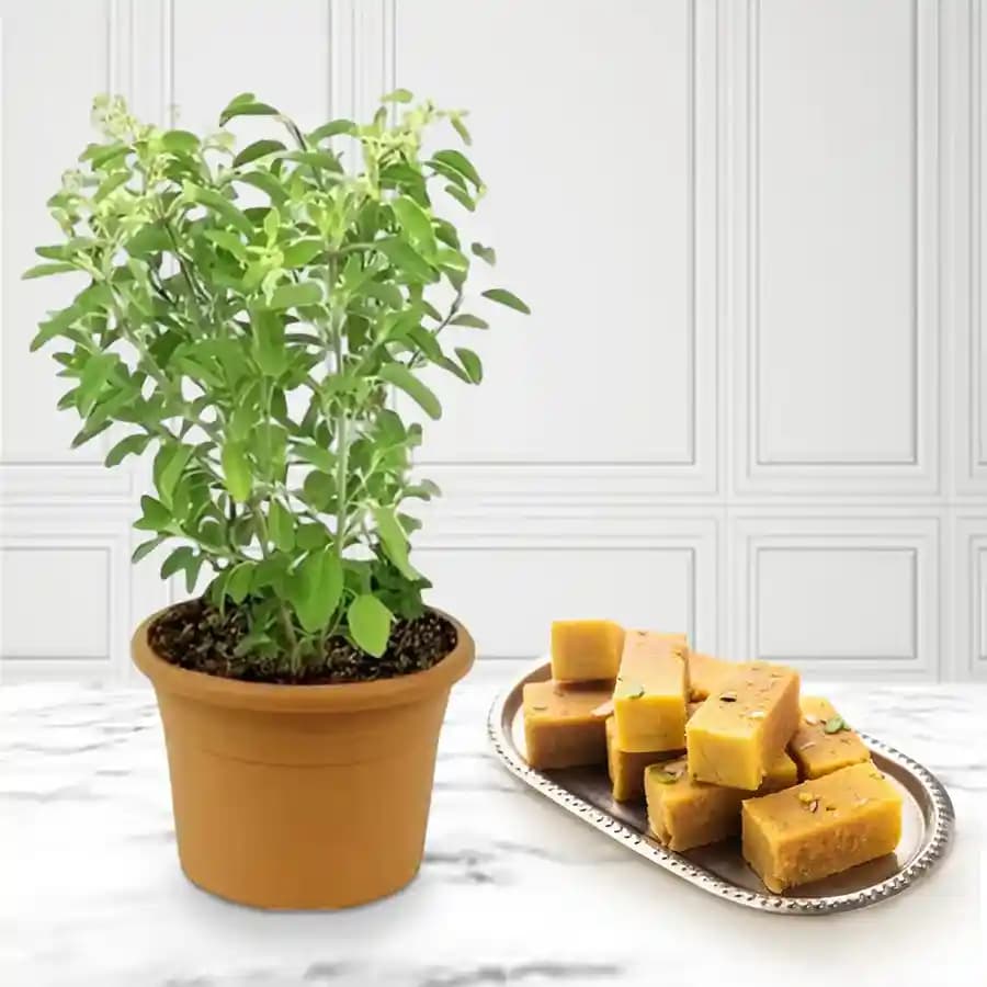 Mysore Pak Delicacy with Tulsi Essence